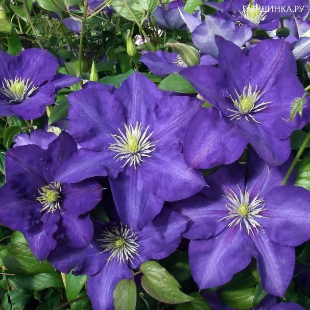 Клематис Леди Бетти Балфор крупноцветковый (3)