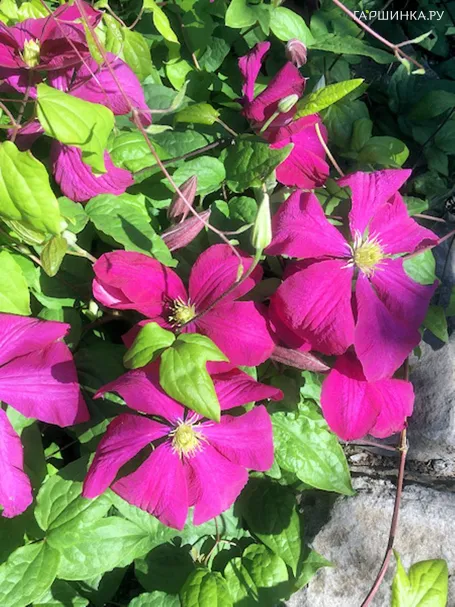 Клематис Криспина (3)