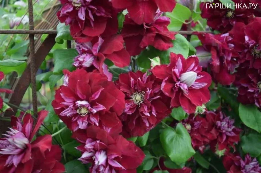 Клематис Чармейн (2)