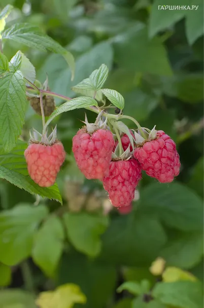 Малина Вайолет