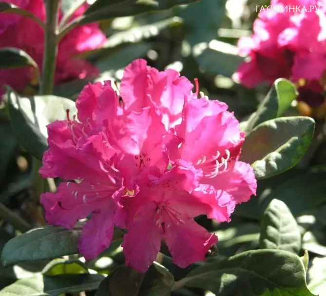 Рододендрон Хеллики