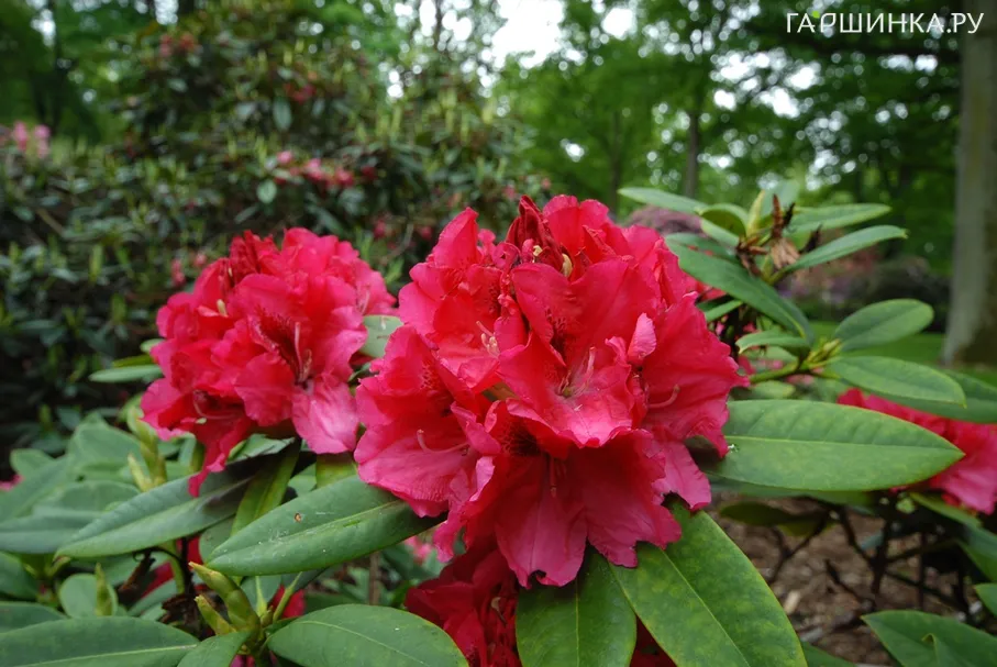 Рододендрон Марианна Фон Вайцзеккер