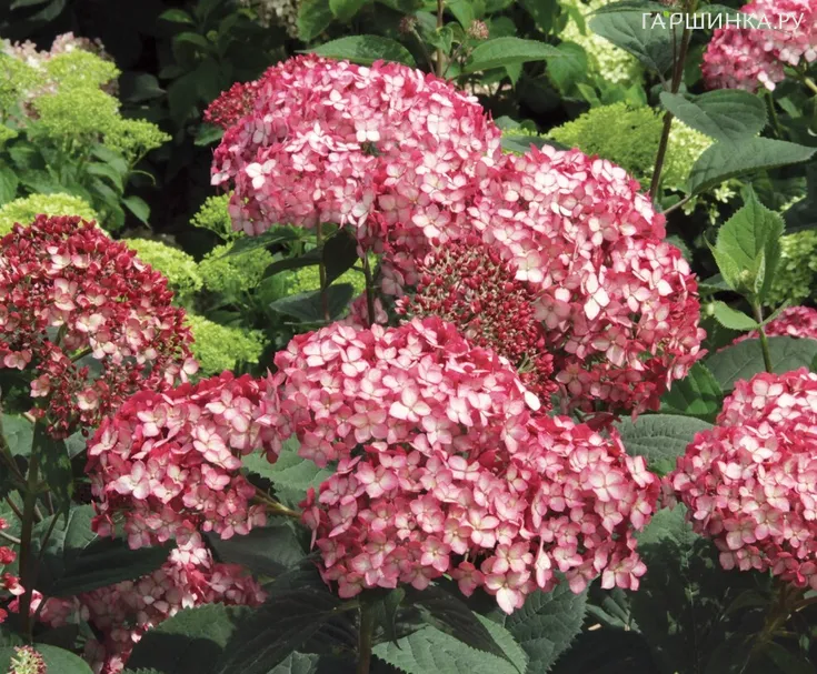 Гортензия Руби Аннабель древовидная