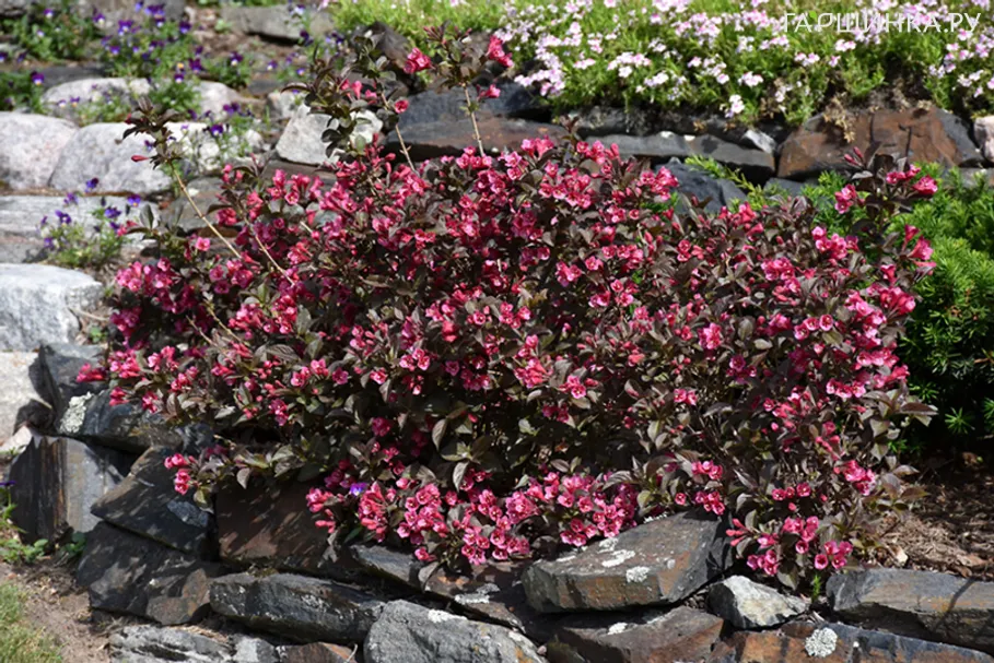 Вейгела Танго