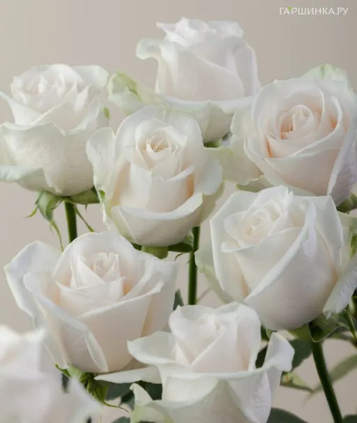 Роза Венделла чайно-гибридная