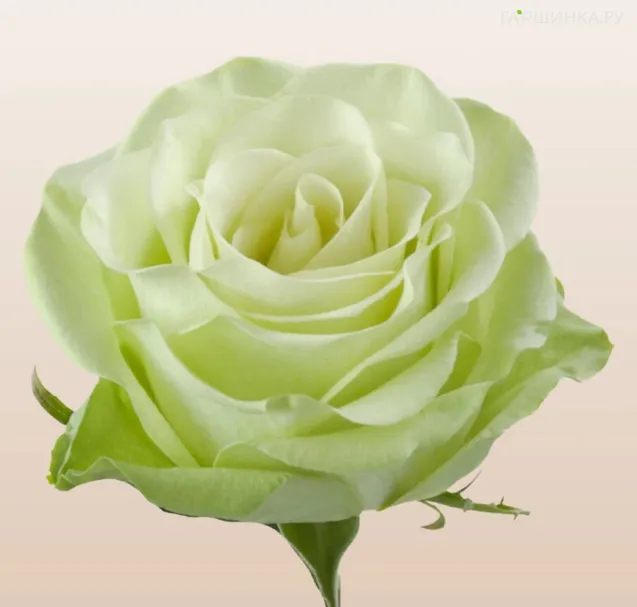 Роза Зеленый чай чайно-гибридная