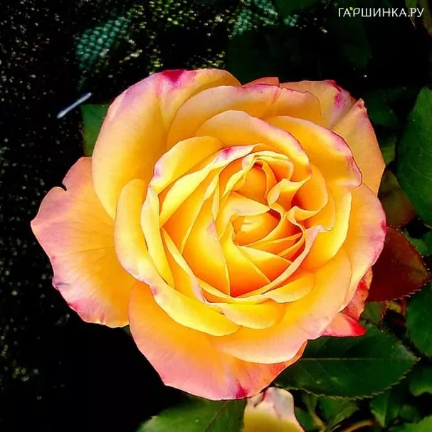 Роза Еллоу Магия чайно-гибридная