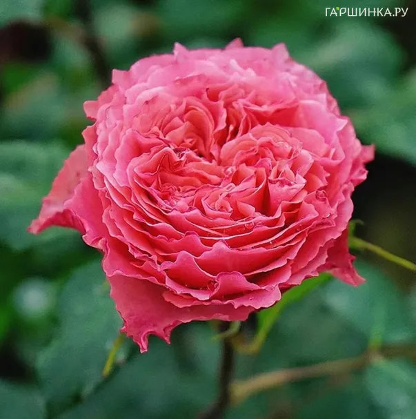 Роза Корона чайно-гибридная