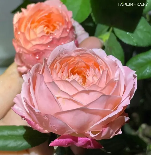 Роза Принцесса Сакура чайно-гибридная