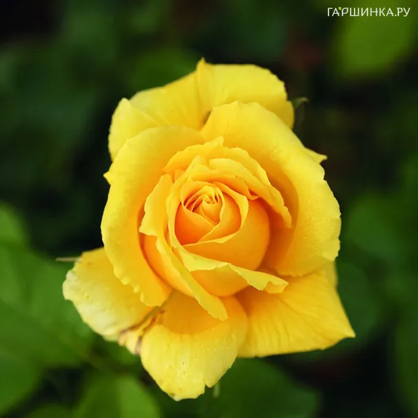 Роза Солидор чайно-гибридная