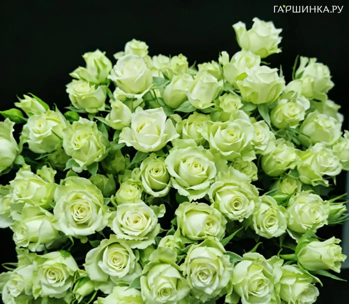 Роза Грин Глоу спрей