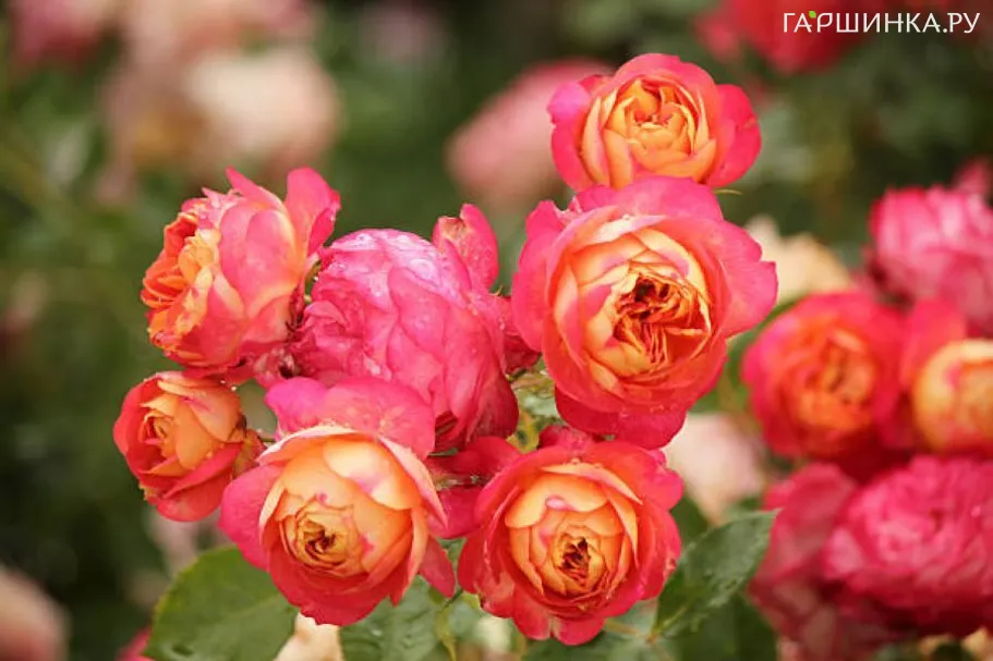 Роза Бэби Романтика миниатюрная