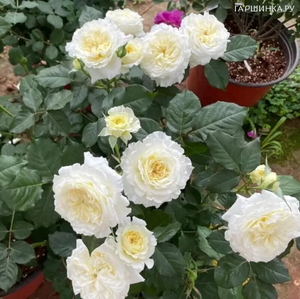 Роза Пейшенс кустарниковая