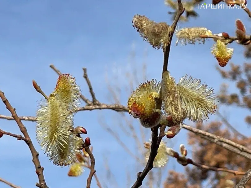 Ива Шверина улучшенная
