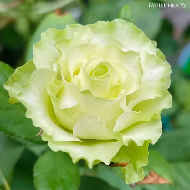 Роза Доллар чайно-гибридная