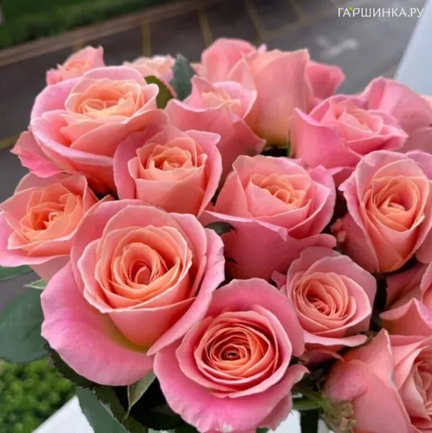 Роза Мисс Пиги чайно-гибридная