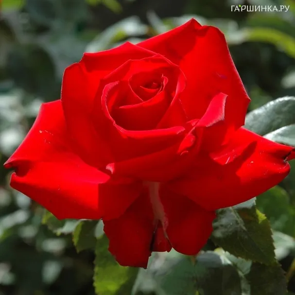 Роза Валентина флорибунда