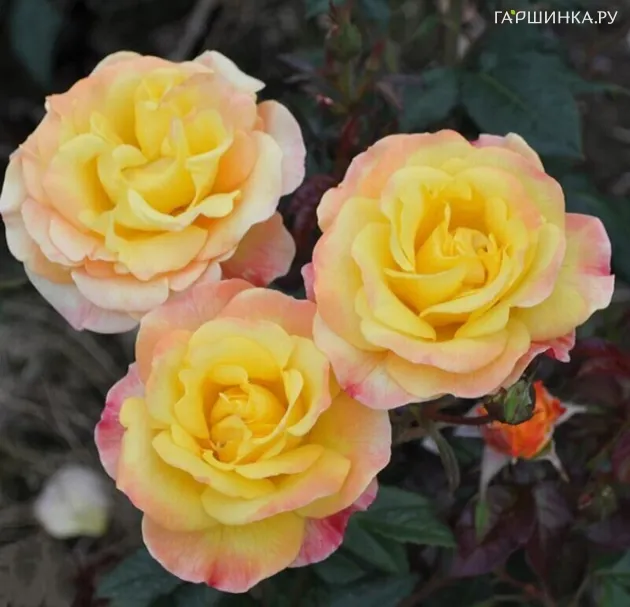 Роза Найт Лайт плетистая