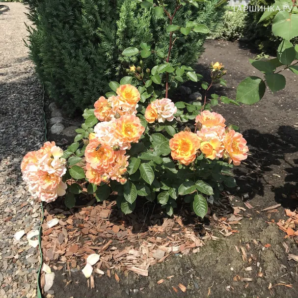 Роза Бесси почвопокровная