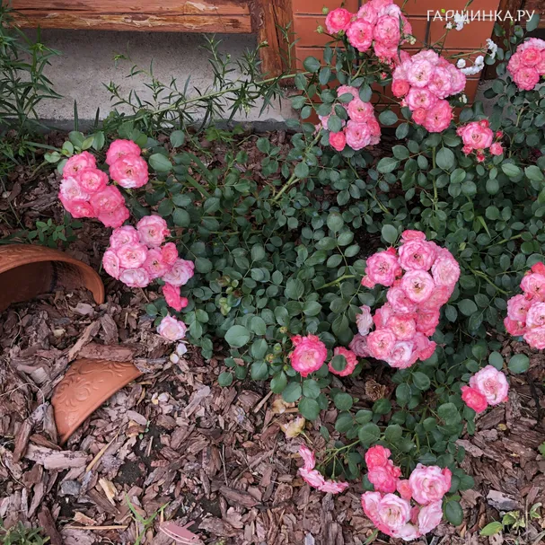Роза Пат де Велюр почвопокровная