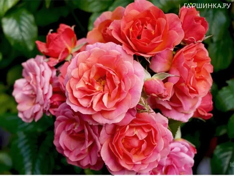 Роза Мандарин спрей