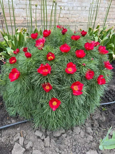 Пион узколистный