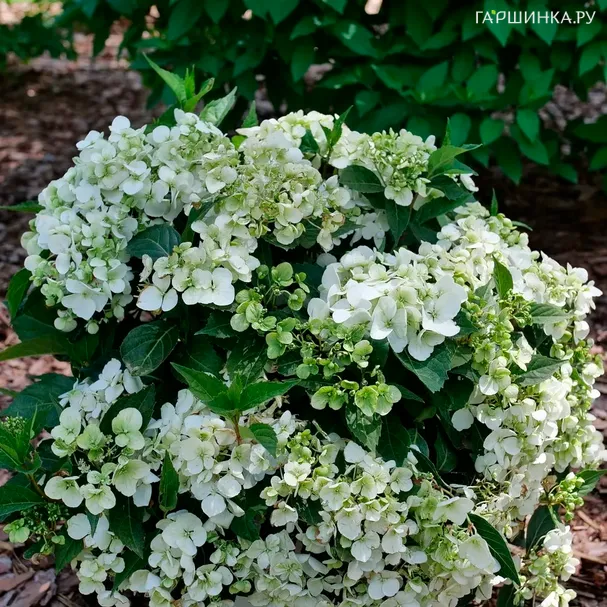 Гортензия Фейри Трейл Вайт каскадная гибридная