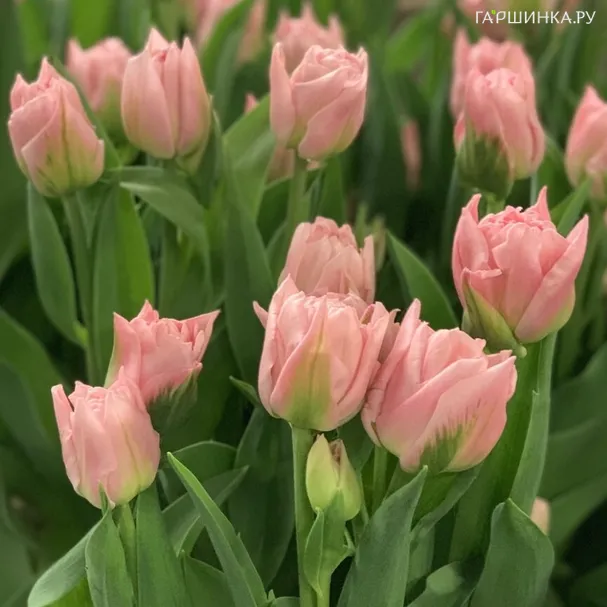 Тюльпан Дример махровый ранний 5шт