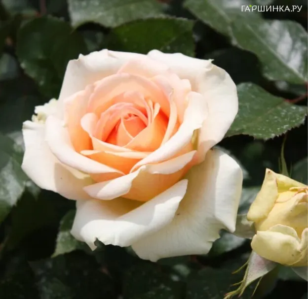 Роза Таити чайно-гибридная