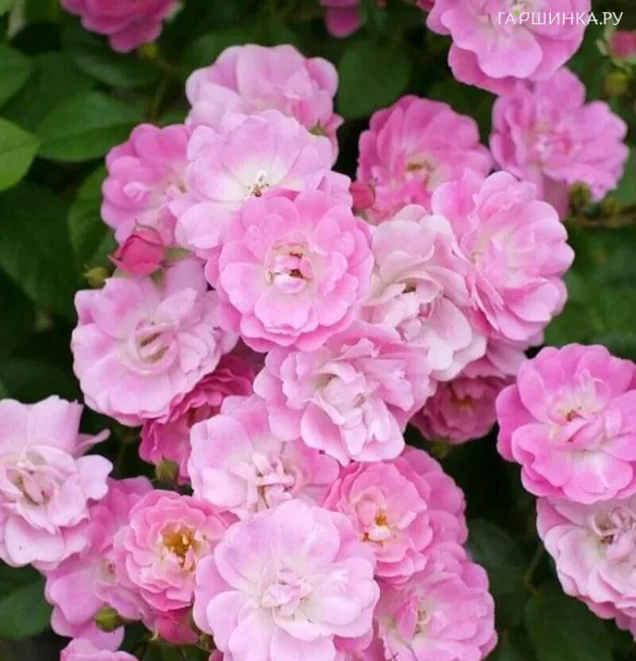 Роза Хевенли Пинк