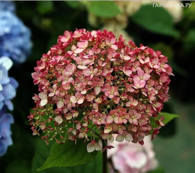 Гортензия Мэджикал Пинкербелл древовидная