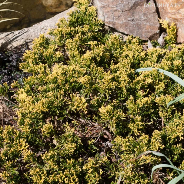 Можжевельник Мазер Лод горизонтальный