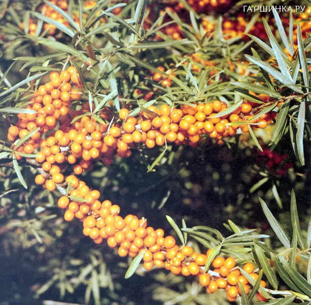 Облепиха крушиновидная Херго