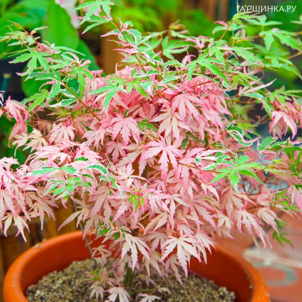 Клен веерный Иёси