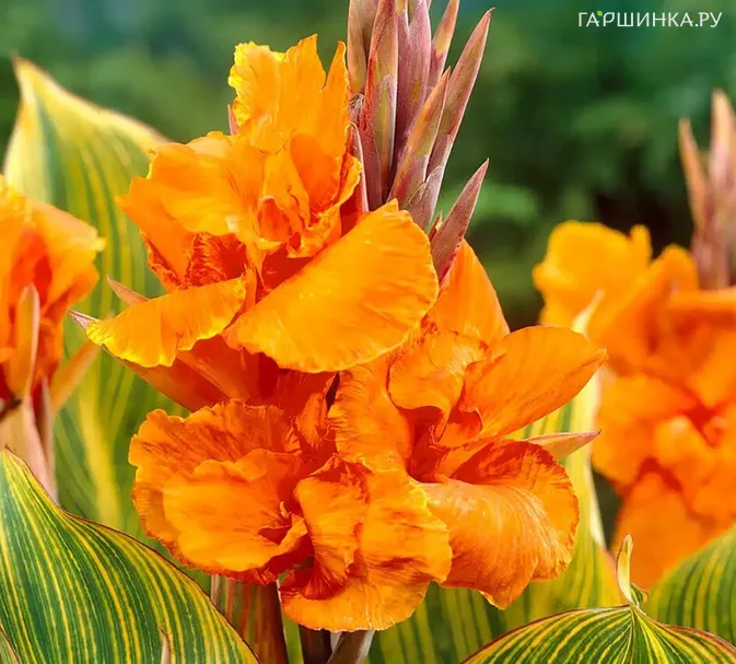 Канна Стриата