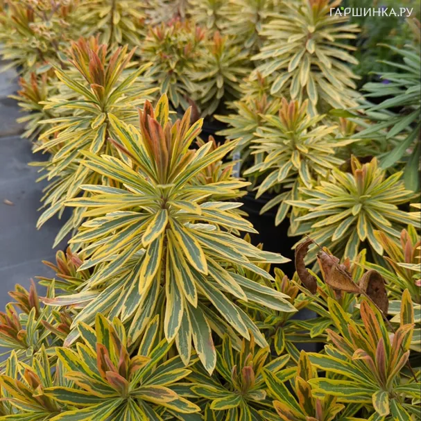 Молочай Аскот Рейнбоу