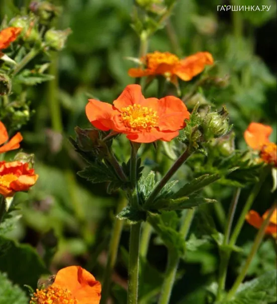 Гравилат ярко-красный Борисии- Стрейн