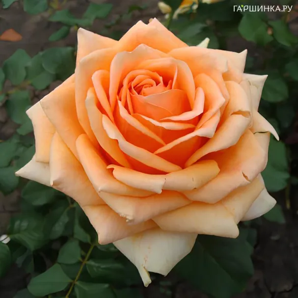 Роза Кингс Прайд (Гордость королей) чайно-гибридная кремовая