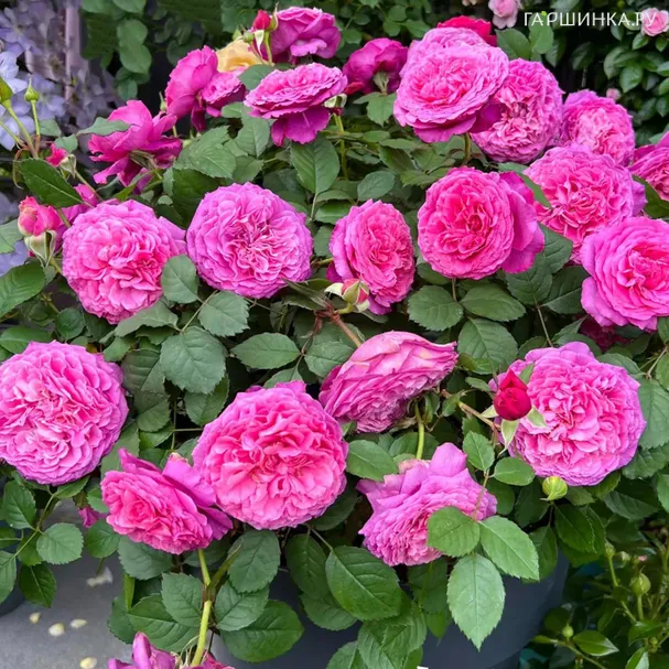 Роза Вентило шраб