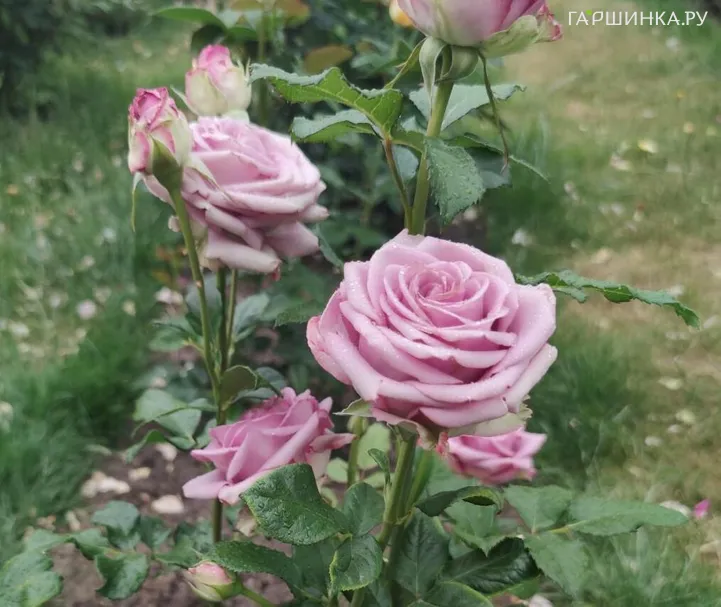 Роза Кул Вотер (Прохладная вода) чайно-гибридная