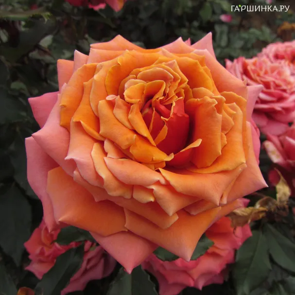 Роза Копер лайт (Медный свет) чайно-гибридная