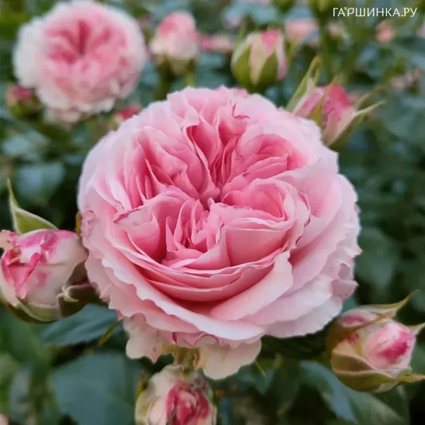 Роза Майра Пинк чайно-гибридная