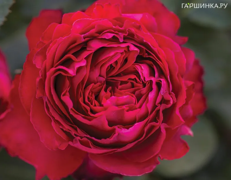 Роза Травиата чайно-гибридная