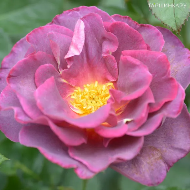 Роза Блаувештадт флорибунда