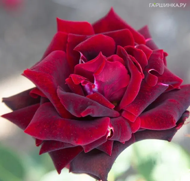 Роза Блэк Перл