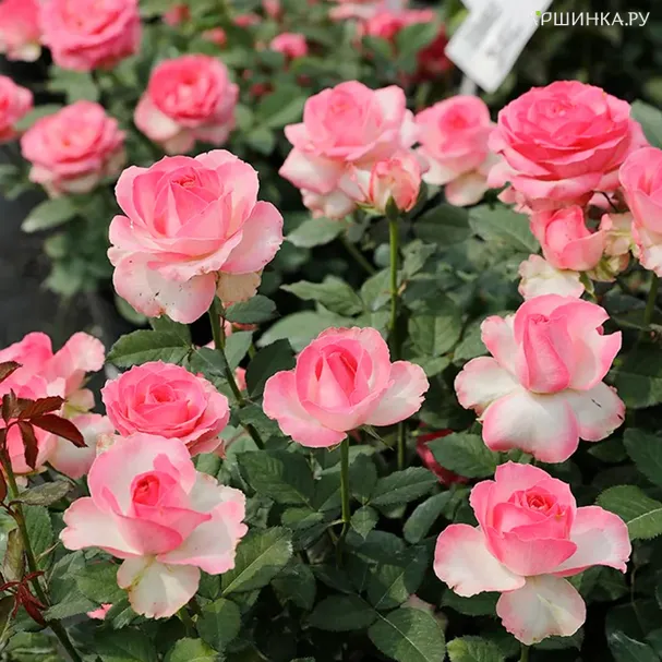 Роза Кэнди Аваланш чайно-гибридная