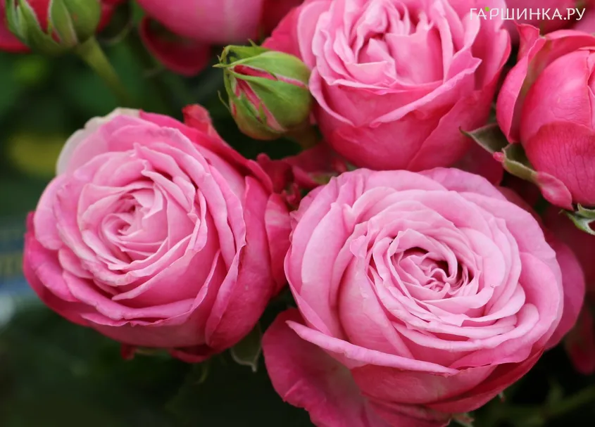 Роза Леди Бомбастик спрей