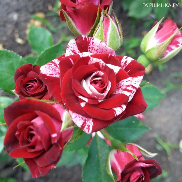 Роза Флеш Найт спрей