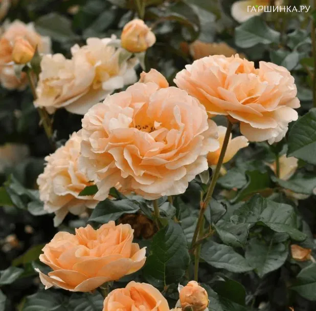 Роза Жорди Рока