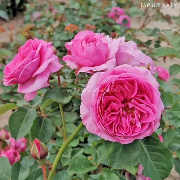 Роза Рене ван Ведберг